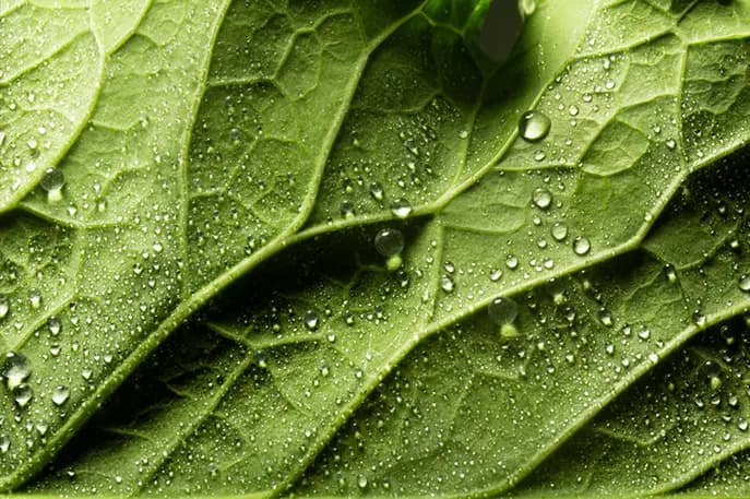 Pristine Ayurvedic Nature